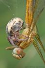 Schilfradspinne